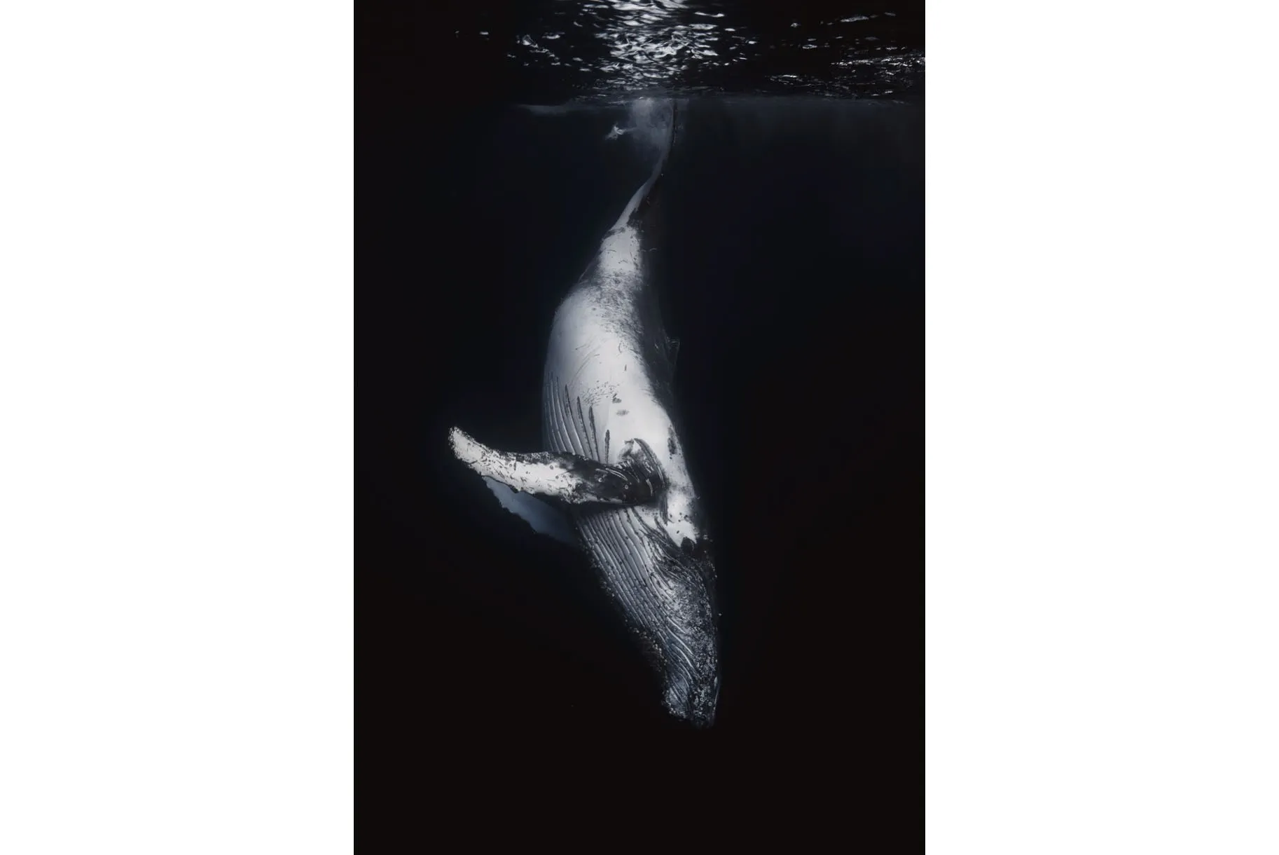 Black Whale