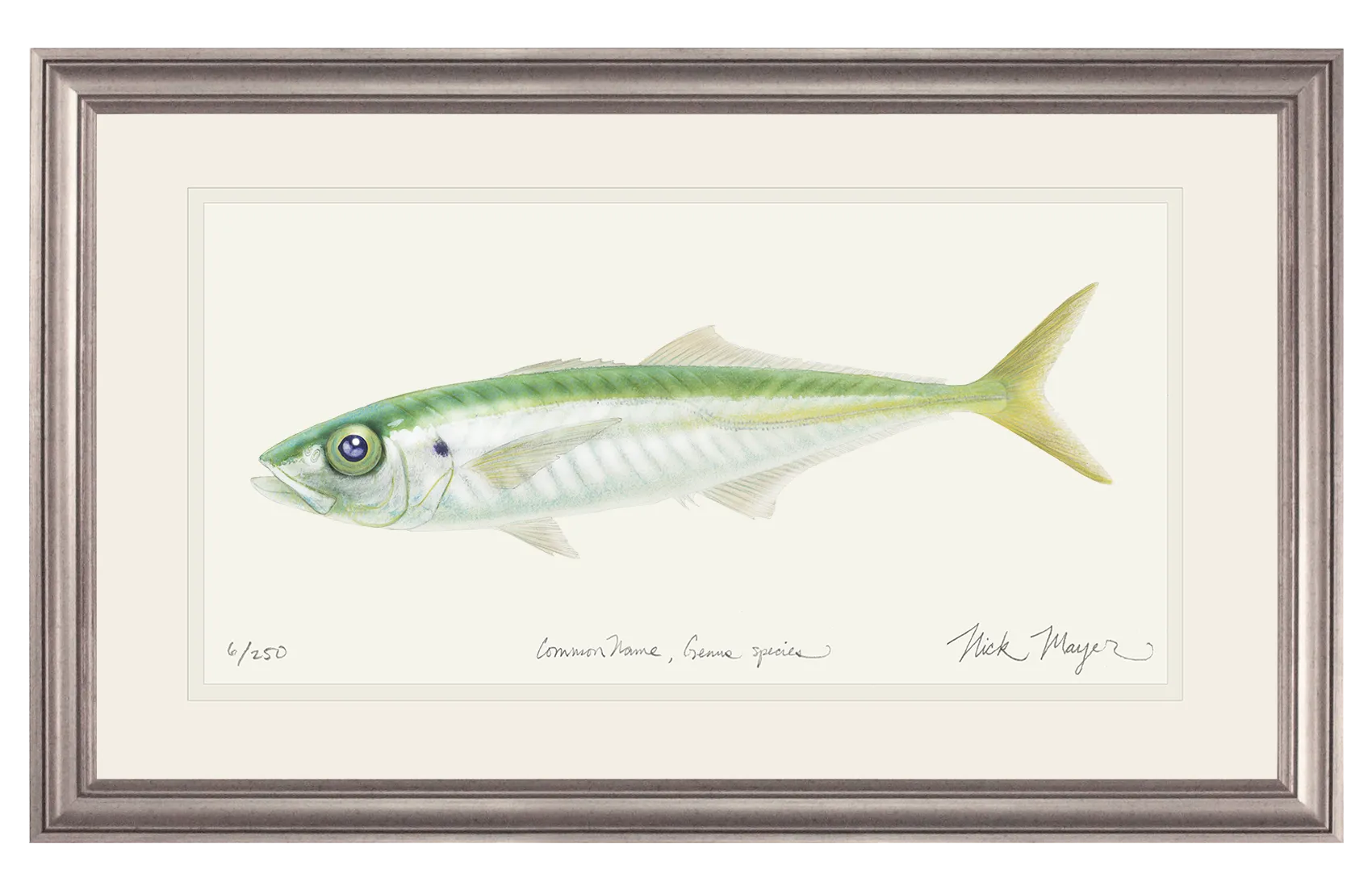 Jack Mackerel Print