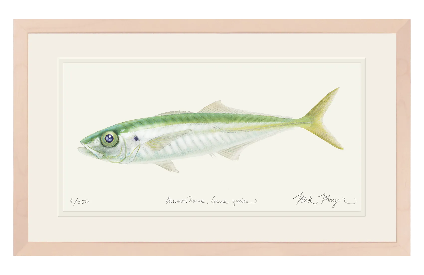 Jack Mackerel Print