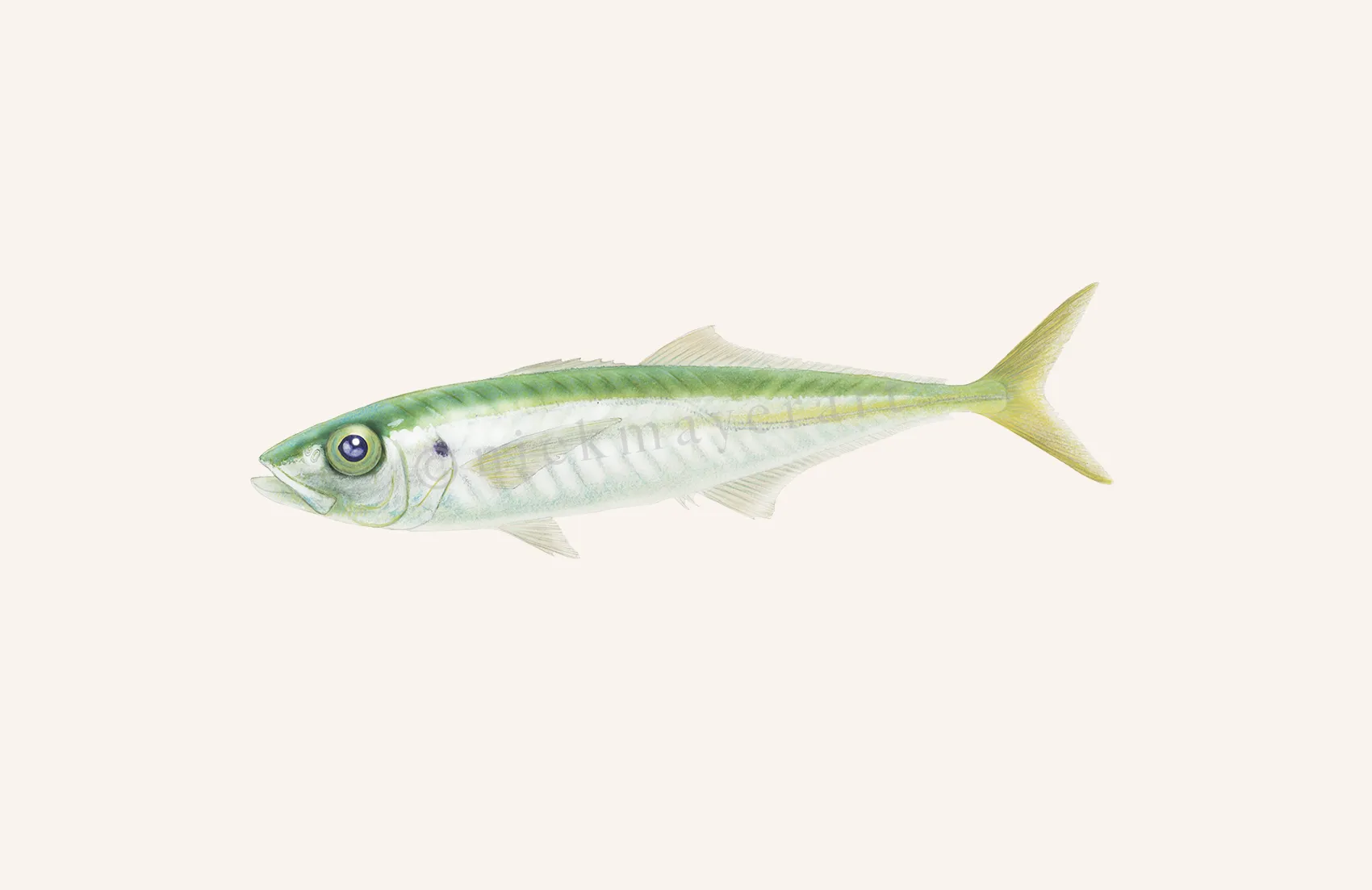 Jack Mackerel Print