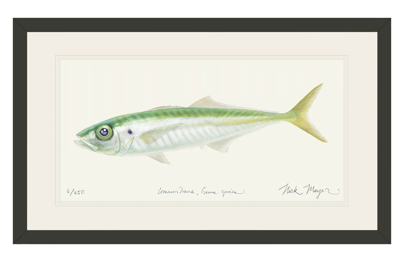 Jack Mackerel Print