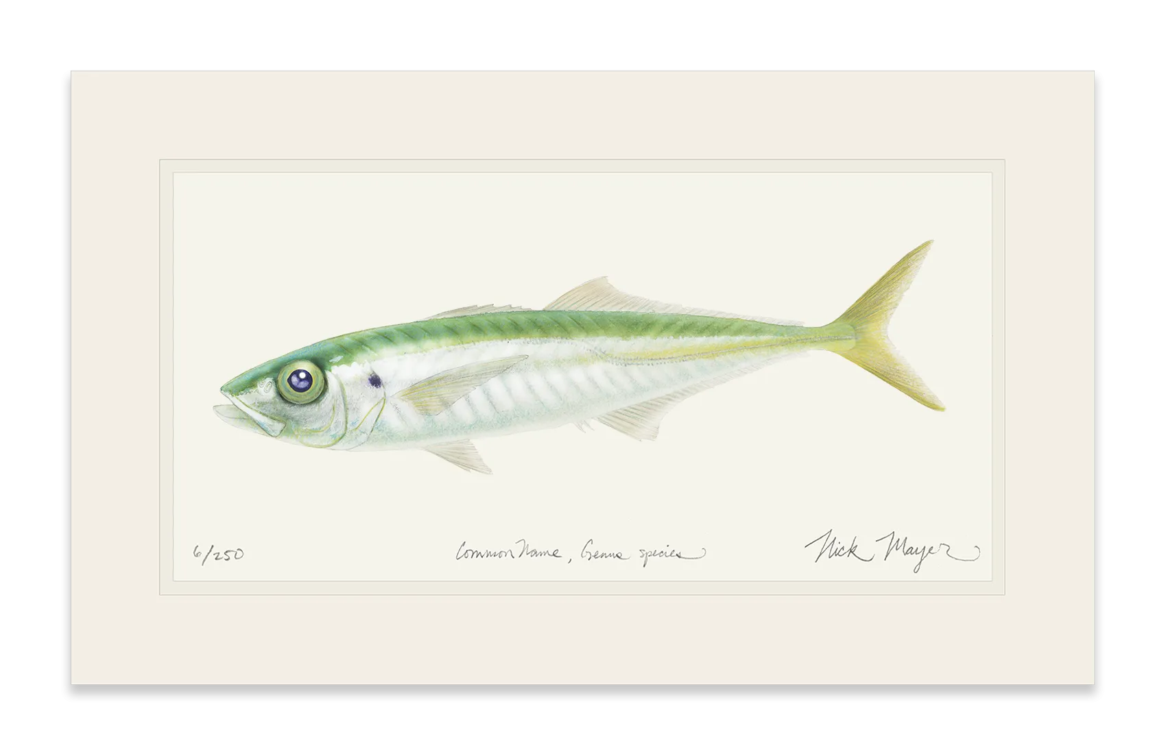 Jack Mackerel Print