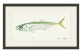 Jack Mackerel Print